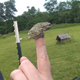 Fuckin frog